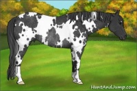 Horse Color:White Spotted Black Rabicano 