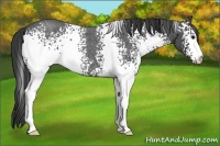 Horse Color:White Spotted Blue Roan 