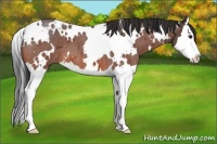 Horse Color:White Spotted Bay Roan Splash 