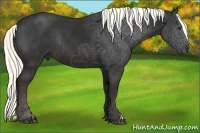 Horse Color:Liver Chestnut Rabicano 