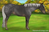 Horse Color:Liver Chestnut Rabicano