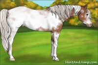 Horse Color:White Spotted Silver Bay Sabino Frame 