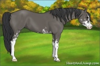 Horse Color:Grullo Sabino 