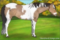 Horse Color:Bay Dun Splash Tobiano Frame Rabicano 