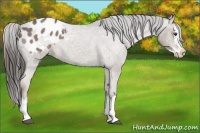 Horse Color:Liver Red Roan Splash Appaloosa 