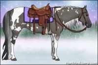 Horse Color:White Spotted Grullo Tobiano Rabicano