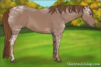 Horse Color:Chestnut Ice Sabino 