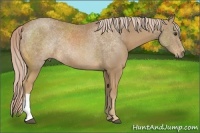Horse Color:Palomino 
