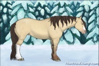 Horse Color:Amber Champagne Dun 