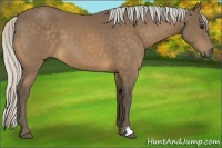 Horse Color:Silver Buckskin 