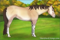 Horse Color:Amber Champagne Onyx