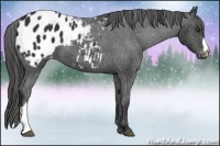 Horse Color:Liver Chestnut Appaloosa 