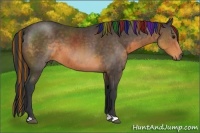 Horse Color:Painted Buckskin