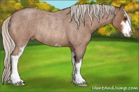 Horse Color:Silver Bay Roan Sabino Rabicano