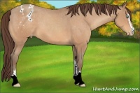 Horse Color:Amber Champagne Sabino Appaloosa 