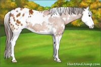 Horse Color:White Spotted Bay Splash Appaloosa