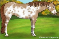 Horse Color:White Spotted Red Dun Frame 