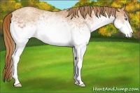 Horse Color:White Spotted Gold Champagne Rabicano 