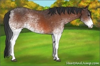 Horse Color:White Spotted Bay Rabicano 