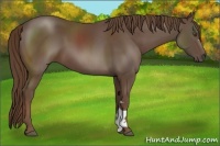 Horse Color:Liver Chestnut 