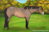 Horse Color:Buckskin Roan Splash 