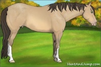 Horse Color:Amber Cream Champagne 