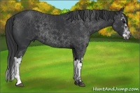 Horse Color:Black Splash 