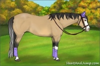 Horse Color:Buckskin Splash 