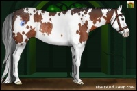 Horse Color:White Spotted Bay Splash Rabicano 