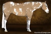 Horse Color:White Spotted Silver Bay Dun Splash 