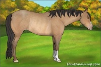 Horse Color:Amber Champagne Rabicano 