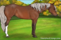 Horse Color:Silver Bay 