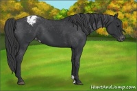 Horse Color:Black Appaloosa 