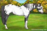 Horse Color:Black Frame Appaloosa Rabicano 