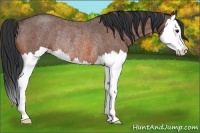 Horse Color:Bay Roan Splash Rabicano 