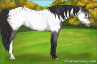 Horse Color:Brown Roan Frame Appaloosa 