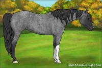 Horse Color:Blue Roan 