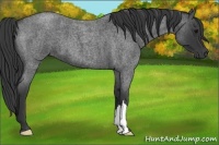 Horse Color:Blue Roan 