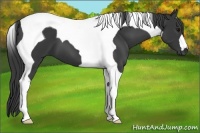 Horse Color:Black Tobiano 