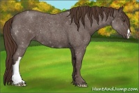 Horse Color:Liver Red Roan 