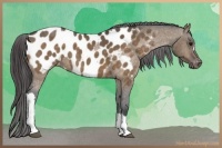 Horse Color:Bay Dun Appaloosa 