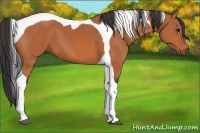 Horse Color:Bay Tobiano 