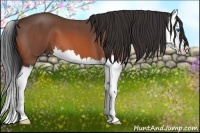Horse Color:Bay Roan Splash 