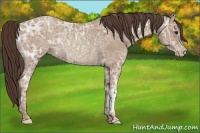 Horse Color:Classic Champagne Ice Roan Rabicano 