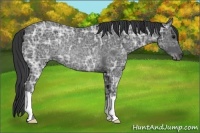 Horse Color:Blue Ice Roan Rabicano