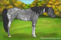 Horse Color:Black Ice Rabicano 