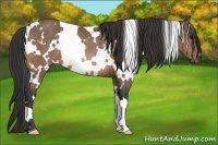 Horse Color:White Spotted Buckskin Rabicano 