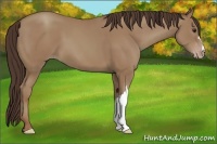 Horse Color:Classic Champagne 