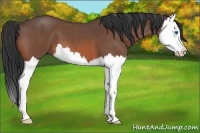Horse Color:Bay Roan Splash 