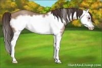 Horse Color:Classic Champagne Splash Frame 